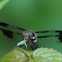 Whitetail Dragonfly