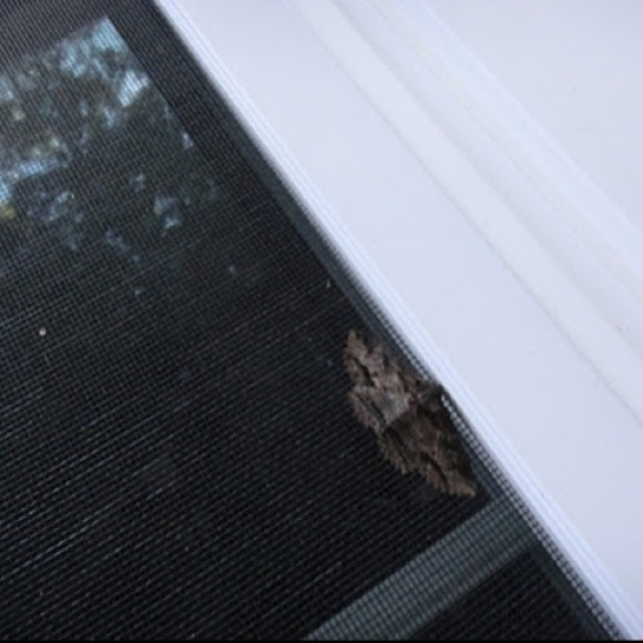 Spotting Image 1