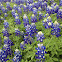 Bluebonnets