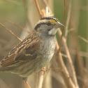 White-throated Sparrow
