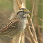 White-throated Sparrow