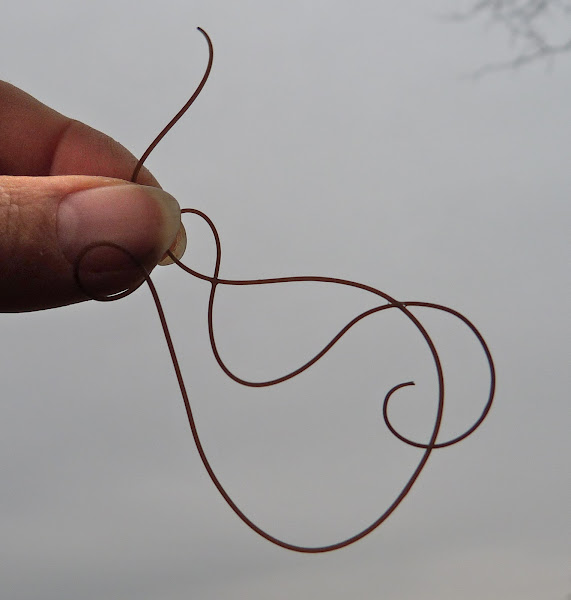 Horsehair worm Project Noah