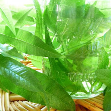 Lemon Verbena Iced Tea