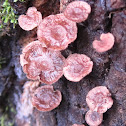 Small Brown Mushrooms