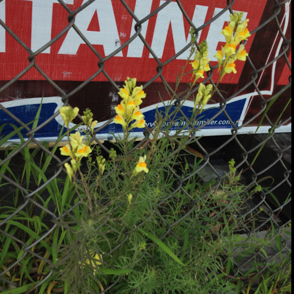 ButterandEggs Project Noah