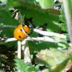 Seven Spotted Lady Bug