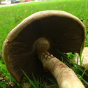 Yellow Staining Mushroom/Carbolchampignon