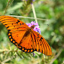 Gulf Fritillary