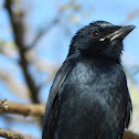 Black Drongo