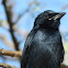 Black Drongo