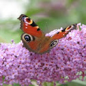 European Peacock