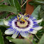Passion Flower