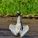 Yellow-Crowned Night Heron
