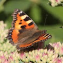 Small tortoiseshell