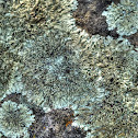Lichen