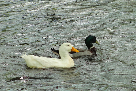 Spotting Image 1