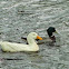 Pekin Duck