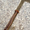 Hammerhead worm