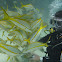 Yellowtail Snapper