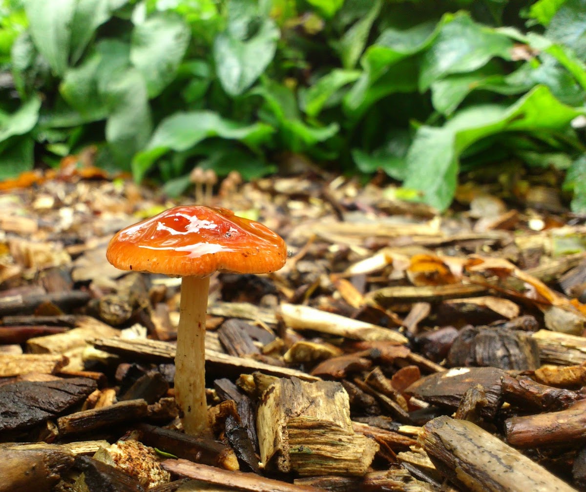 Redlead Roundhead/Oranjerode stropharia