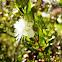 Arrayan Blanco, Chequén