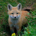 Young Red Fox