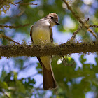 Ash-throated Flycatcher