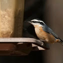 Red-breasted Nuthatch