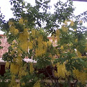 Golden shower