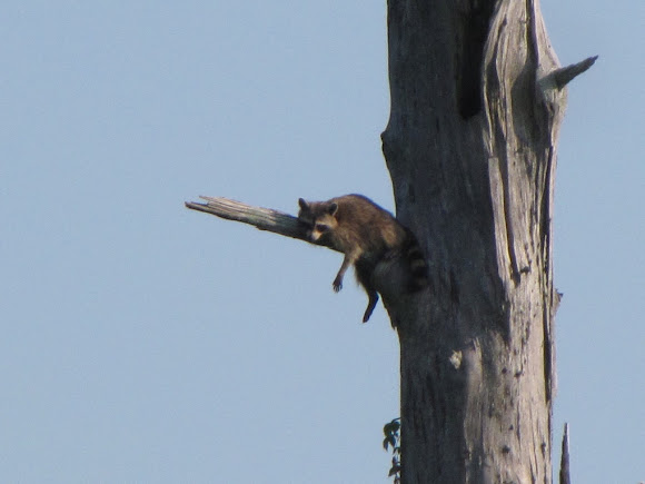 Spotting Image 1