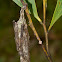 Stick Case Moth