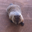 Groundhog (woodchuck)