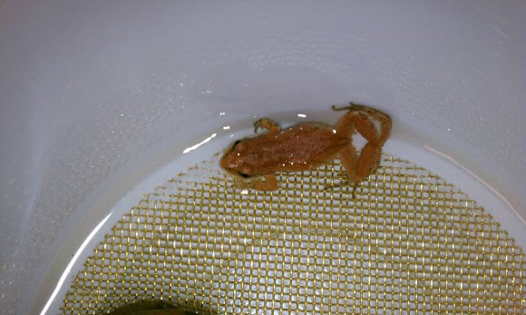 Spotting Image 1