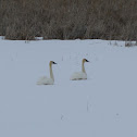 Trumpeter Swan