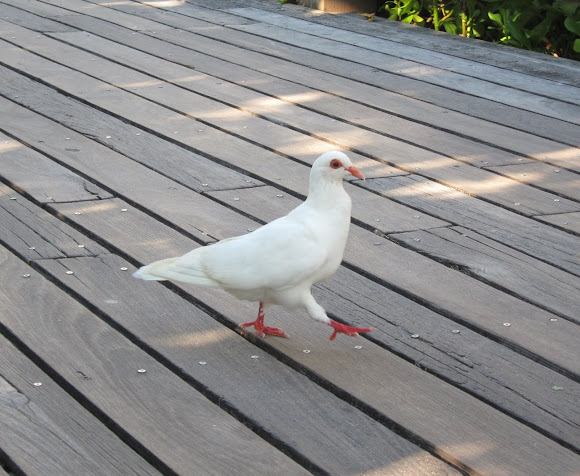 Spotting Image 1