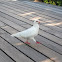 Rock Dove 