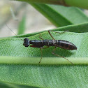 Nymph of Mantis