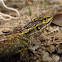 Modest Whorltail Iguana