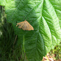 Sitochroa verticalis