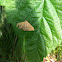 Sitochroa verticalis