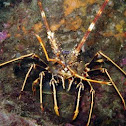 Lobster
