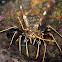 Lobster