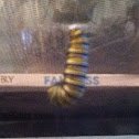 Monarch Caterpillar