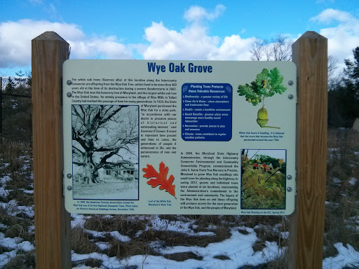 Wye Oak Grove