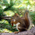 Red Squirrel