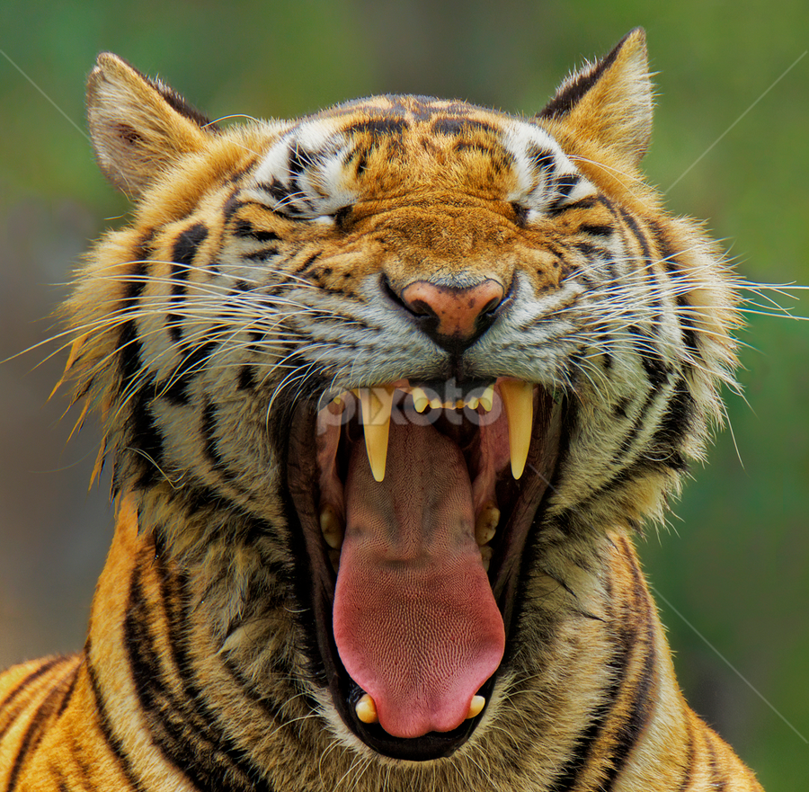 Yawning by Charliemagne Unggay - Animals Other Mammals ( wild, big cats, mammal, portrait, animal )