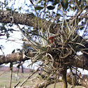 Ball moss