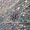 Mormon Cricket