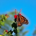 Monarch