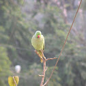 Green Parrot